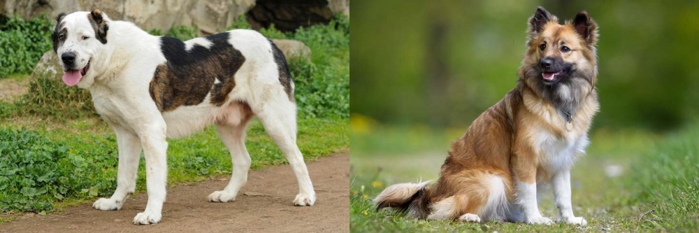 Icelandic Sheepdog vs Central Asian Shepherd - Breed Comparison