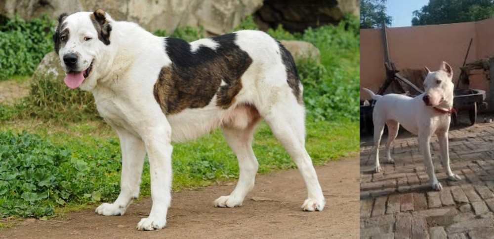 Indian Bull Terrier vs Central Asian Shepherd - Breed Comparison
