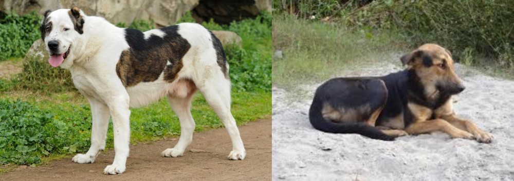 Indian Pariah Dog vs Central Asian Shepherd - Breed Comparison