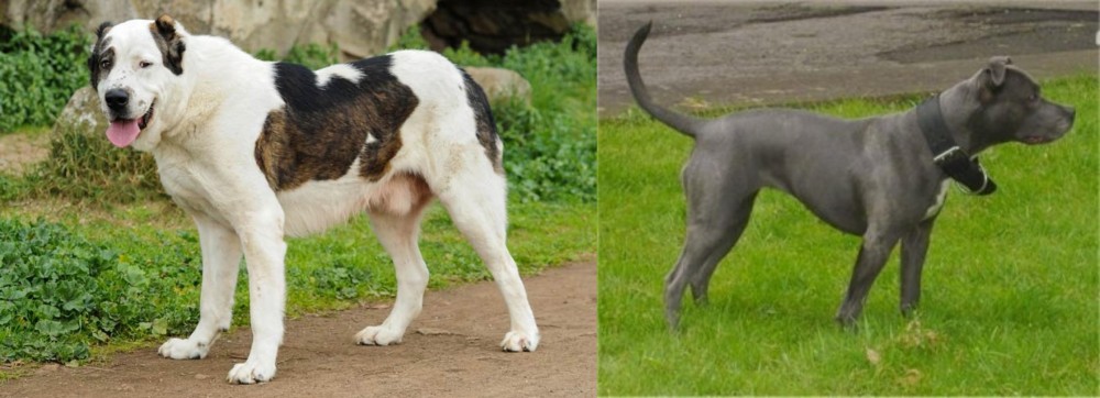 Irish Bull Terrier vs Central Asian Shepherd - Breed Comparison