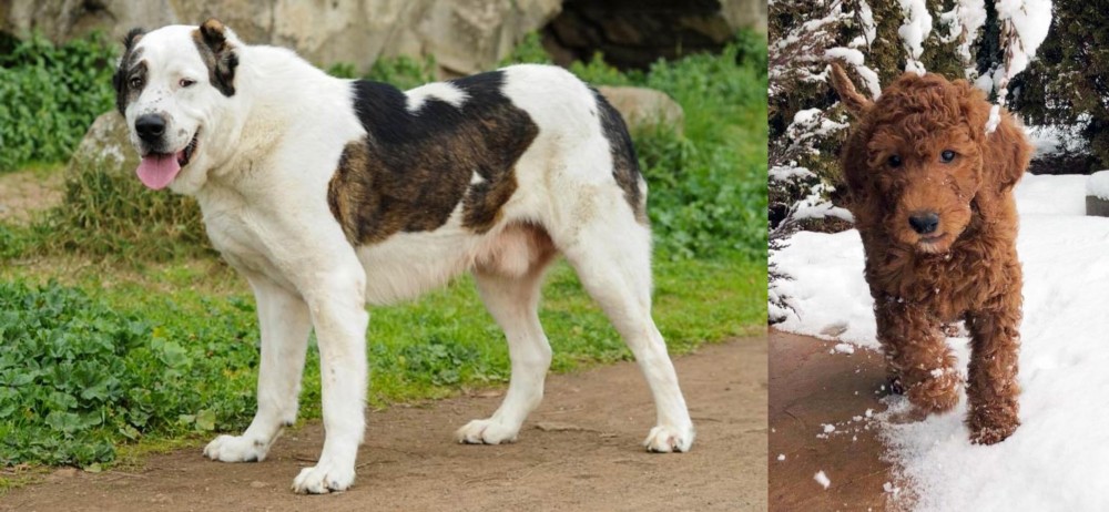 Irish Doodles vs Central Asian Shepherd - Breed Comparison