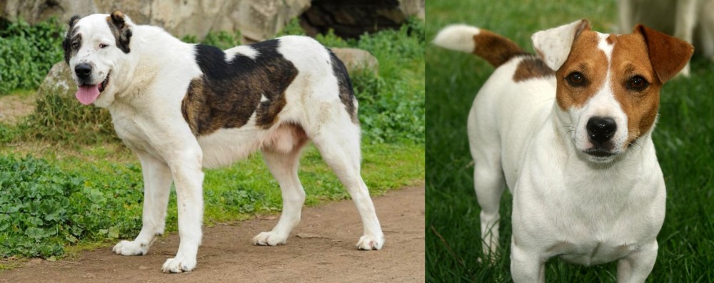 Irish Jack Russell vs Central Asian Shepherd - Breed Comparison