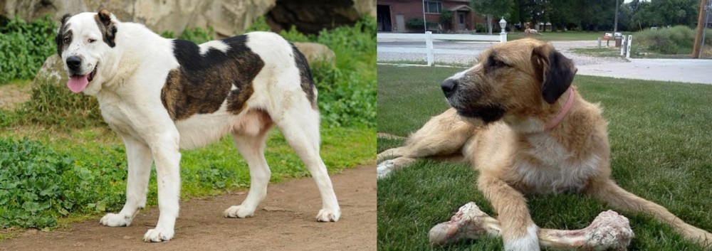 Irish Mastiff Hound vs Central Asian Shepherd - Breed Comparison