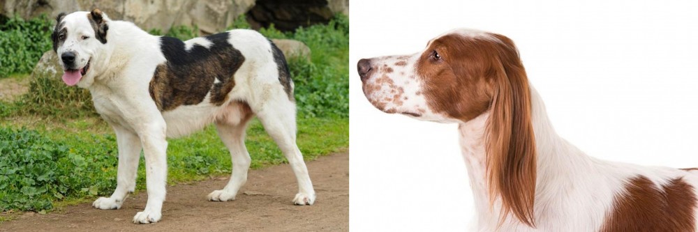 Irish Red and White Setter vs Central Asian Shepherd - Breed Comparison