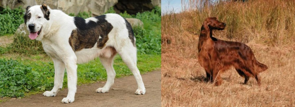 Irish Setter vs Central Asian Shepherd - Breed Comparison