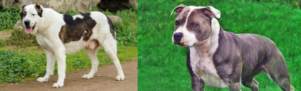 Irish Staffordshire Bull Terrier vs Central Asian Shepherd - Breed Comparison