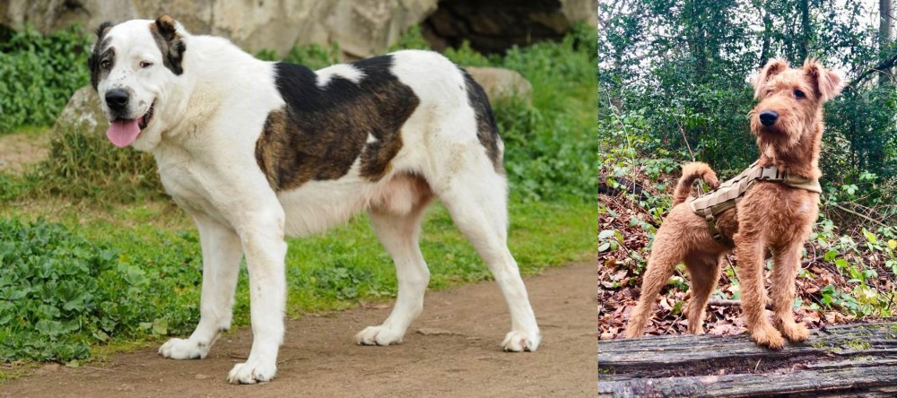 Irish Terrier vs Central Asian Shepherd - Breed Comparison