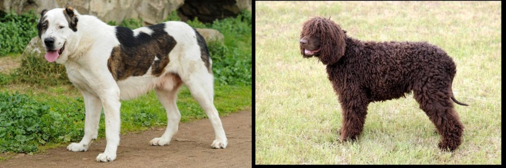 Irish Water Spaniel vs Central Asian Shepherd - Breed Comparison