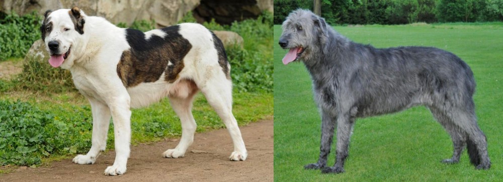 Irish Wolfhound vs Central Asian Shepherd - Breed Comparison