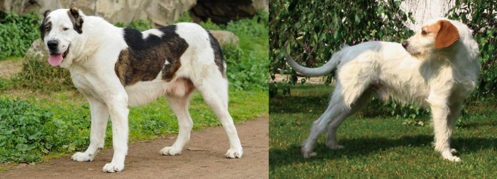 Istarski Ostrodlaki Gonic vs Central Asian Shepherd - Breed Comparison
