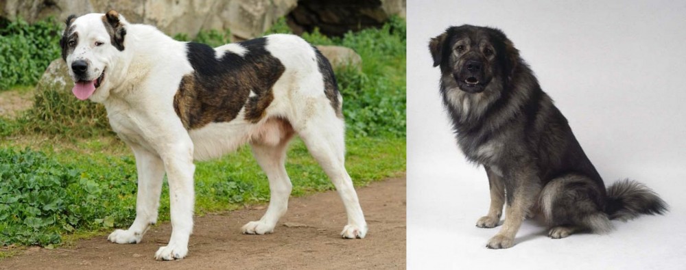 Istrian Sheepdog vs Central Asian Shepherd - Breed Comparison