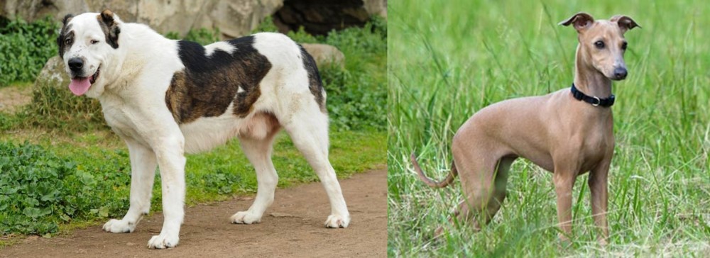 Italian Greyhound vs Central Asian Shepherd - Breed Comparison