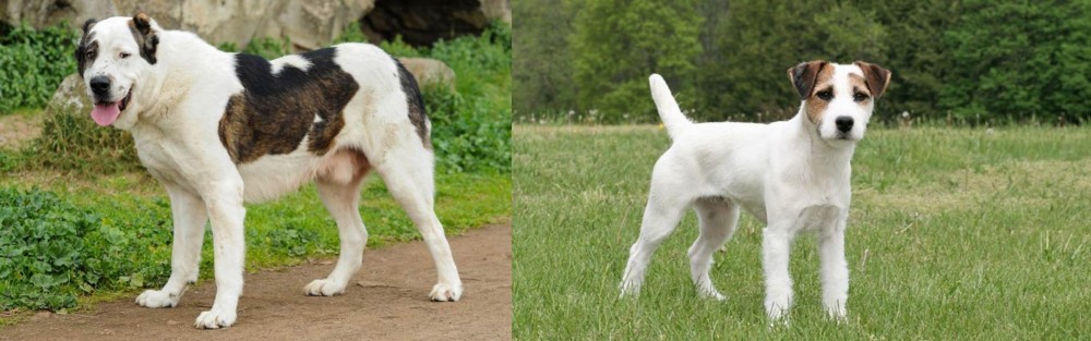 Jack Russell Terrier vs Central Asian Shepherd - Breed Comparison