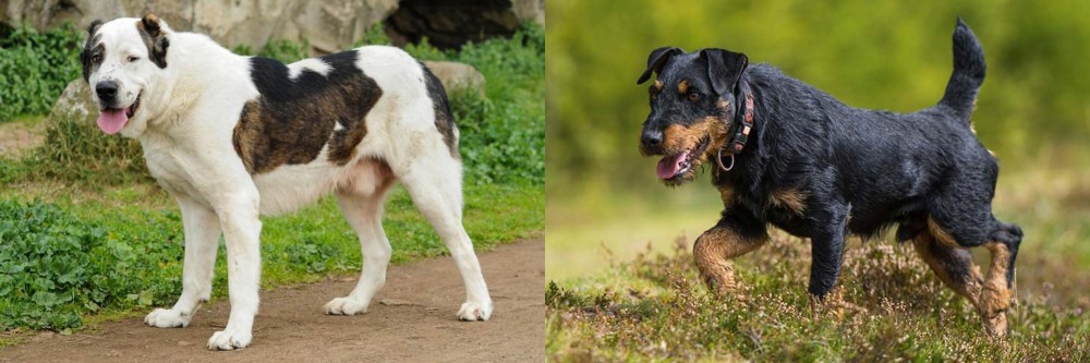 Jagdterrier vs Central Asian Shepherd - Breed Comparison