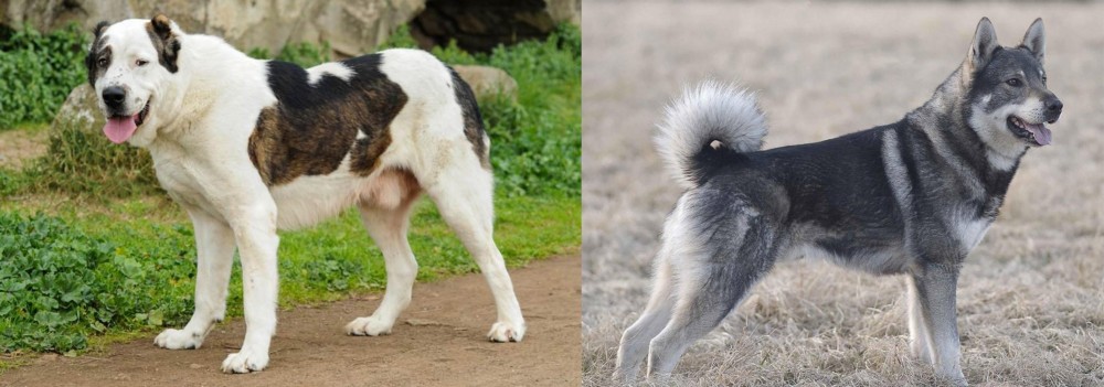 Jamthund vs Central Asian Shepherd - Breed Comparison