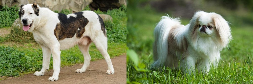 Japanese Chin vs Central Asian Shepherd - Breed Comparison