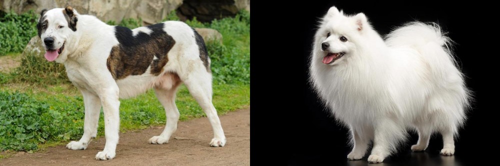 Japanese Spitz vs Central Asian Shepherd - Breed Comparison