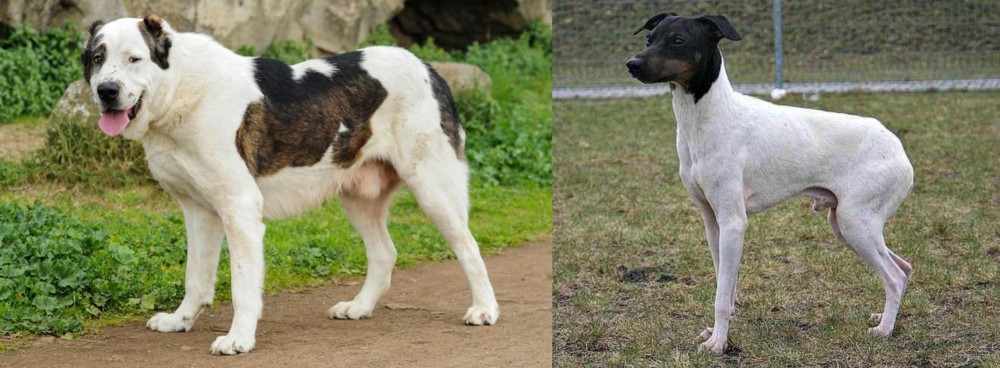 Japanese Terrier vs Central Asian Shepherd - Breed Comparison
