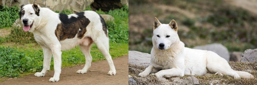 Jindo vs Central Asian Shepherd - Breed Comparison