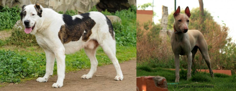 Jonangi vs Central Asian Shepherd - Breed Comparison
