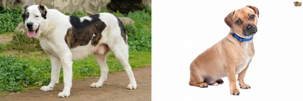 Jug vs Central Asian Shepherd - Breed Comparison