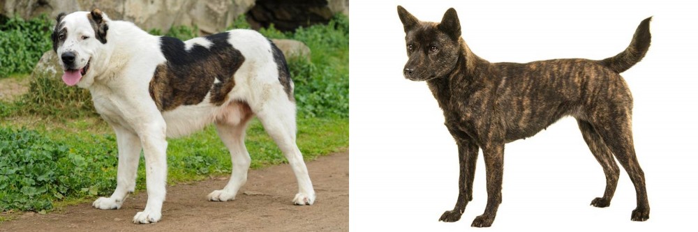 Kai Ken vs Central Asian Shepherd - Breed Comparison