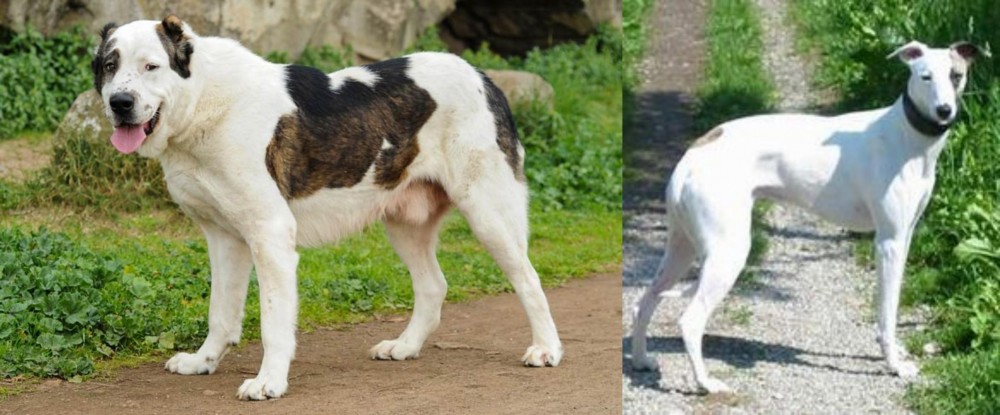 Kaikadi vs Central Asian Shepherd - Breed Comparison