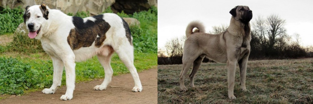 Kangal Dog vs Central Asian Shepherd - Breed Comparison