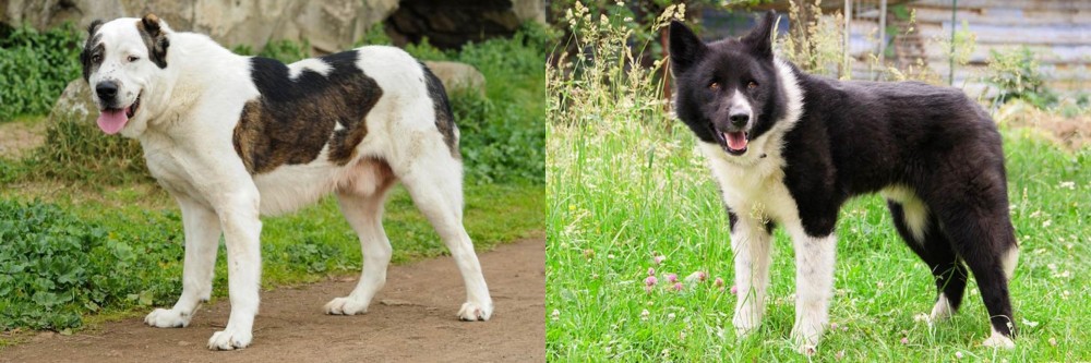 Karelian Bear Dog vs Central Asian Shepherd - Breed Comparison