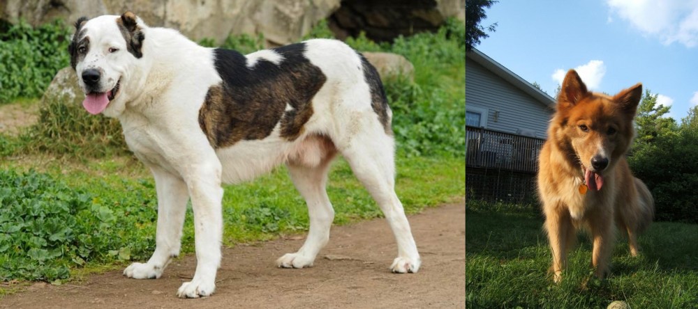 Karelo-Finnish Laika vs Central Asian Shepherd - Breed Comparison