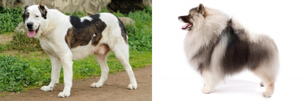 Keeshond vs Central Asian Shepherd - Breed Comparison