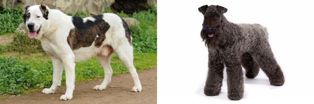 Kerry Blue Terrier vs Central Asian Shepherd - Breed Comparison