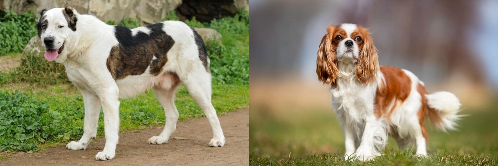 King Charles Spaniel vs Central Asian Shepherd - Breed Comparison