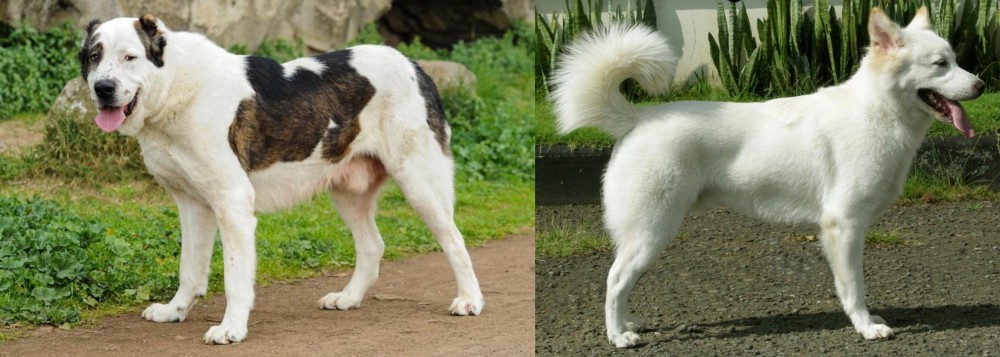 Kintamani vs Central Asian Shepherd - Breed Comparison