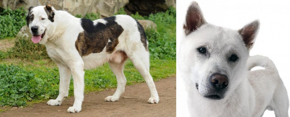 Kishu vs Central Asian Shepherd - Breed Comparison