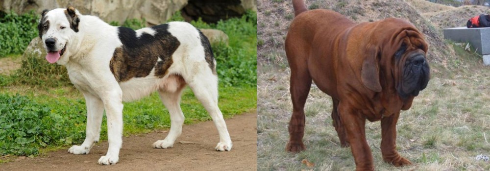 Korean Mastiff vs Central Asian Shepherd - Breed Comparison