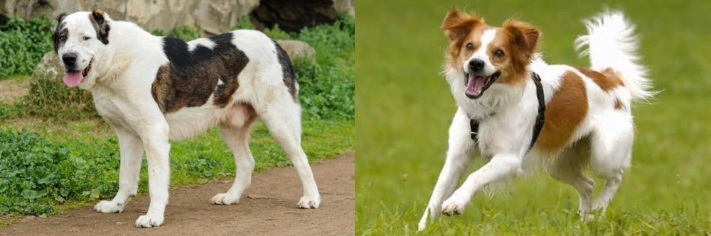 Kromfohrlander vs Central Asian Shepherd - Breed Comparison