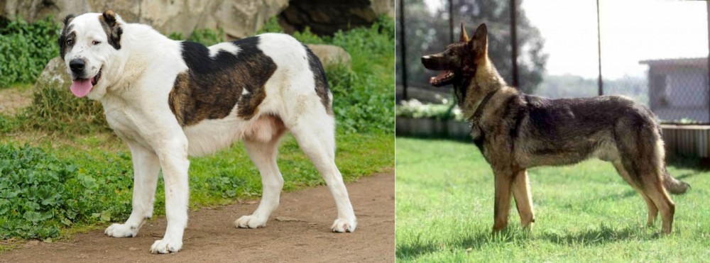 Kunming Dog vs Central Asian Shepherd - Breed Comparison