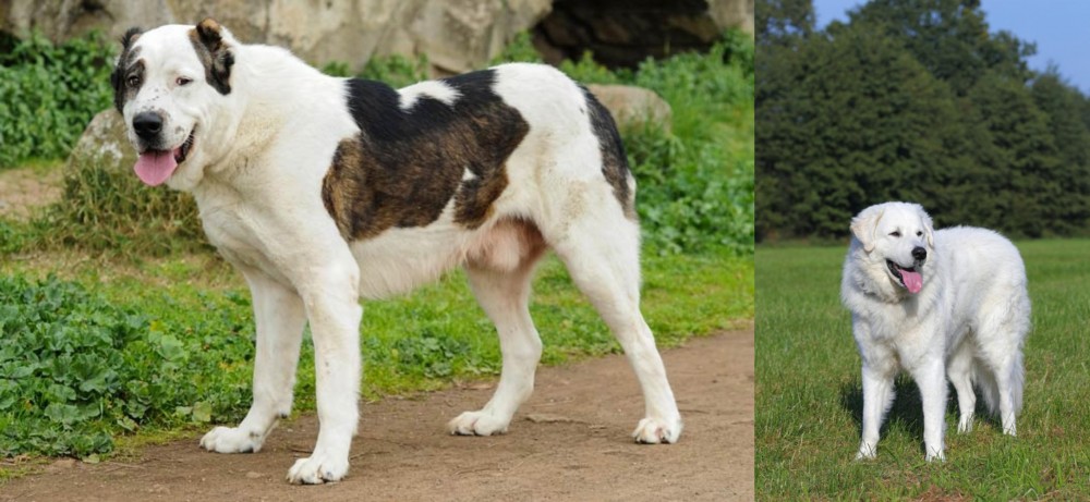 Kuvasz vs Central Asian Shepherd - Breed Comparison