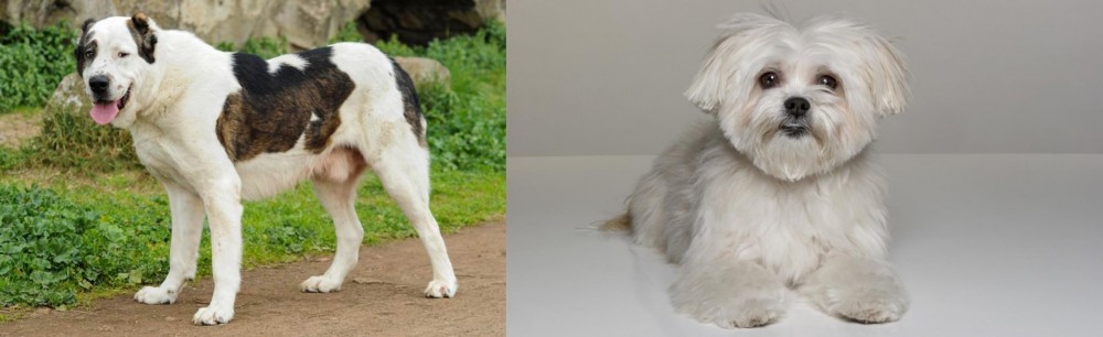 Kyi-Leo vs Central Asian Shepherd - Breed Comparison