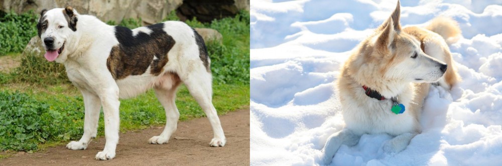 Labrador Husky vs Central Asian Shepherd - Breed Comparison