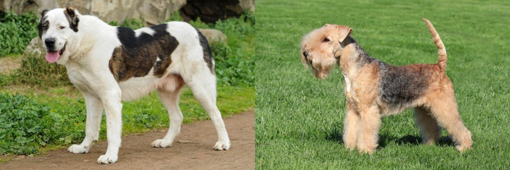 Lakeland Terrier vs Central Asian Shepherd - Breed Comparison