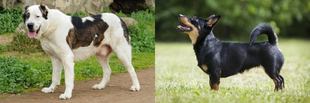 Lancashire Heeler vs Central Asian Shepherd - Breed Comparison