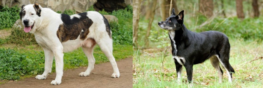 Lapponian Herder vs Central Asian Shepherd - Breed Comparison
