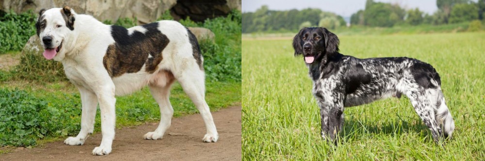 Large Munsterlander vs Central Asian Shepherd - Breed Comparison