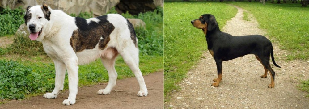 Latvian Hound vs Central Asian Shepherd - Breed Comparison