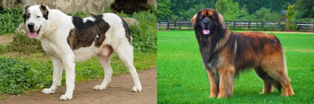 Leonberger vs Central Asian Shepherd - Breed Comparison