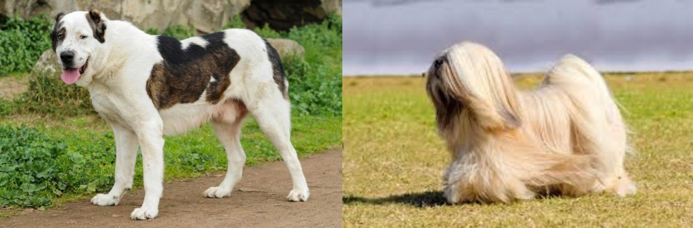 Lhasa Apso vs Central Asian Shepherd - Breed Comparison