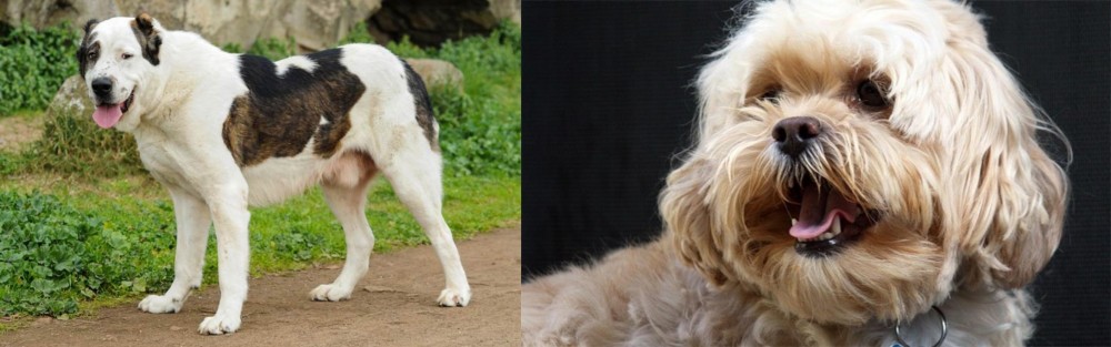 Lhasapoo vs Central Asian Shepherd - Breed Comparison