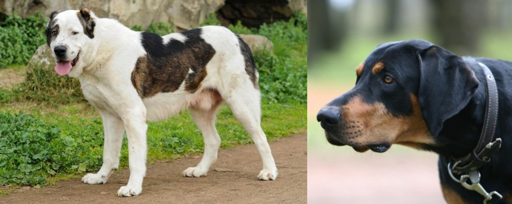 Lithuanian Hound vs Central Asian Shepherd - Breed Comparison